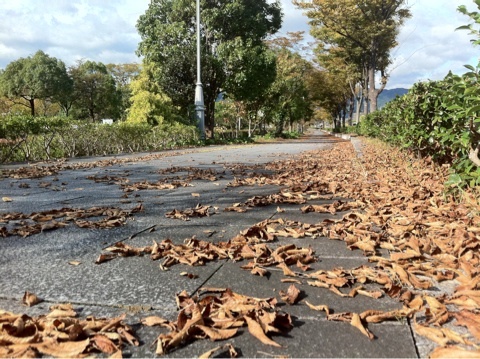 大丈夫やき、くっさん！