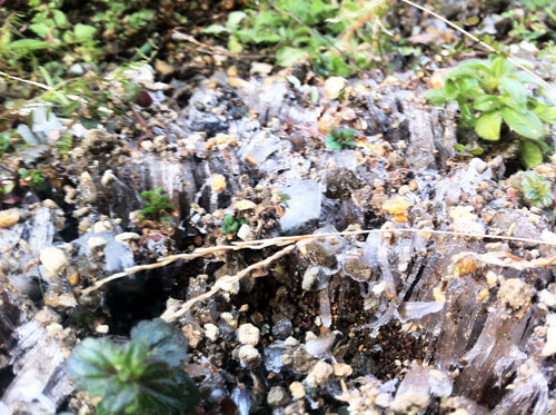 社会人だからこそ勉強せねばね！